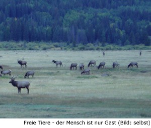 Natur Tiere Pflanzen Kanada