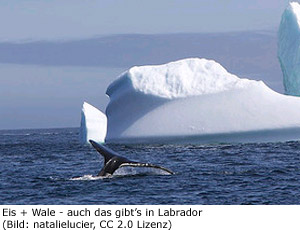 Neufundland + Labrador